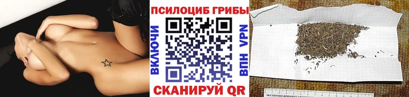 Купить  Тимашёвск  Псилоцибиновые грибы Psilocybe 